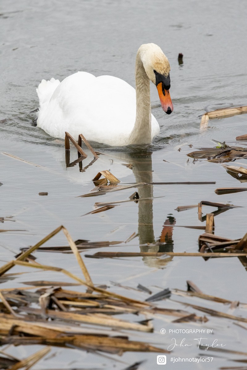 Mute Swan - ML631007648