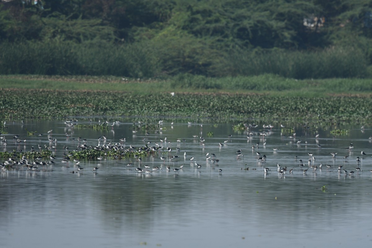 Black-winged Stilt - ML631007679