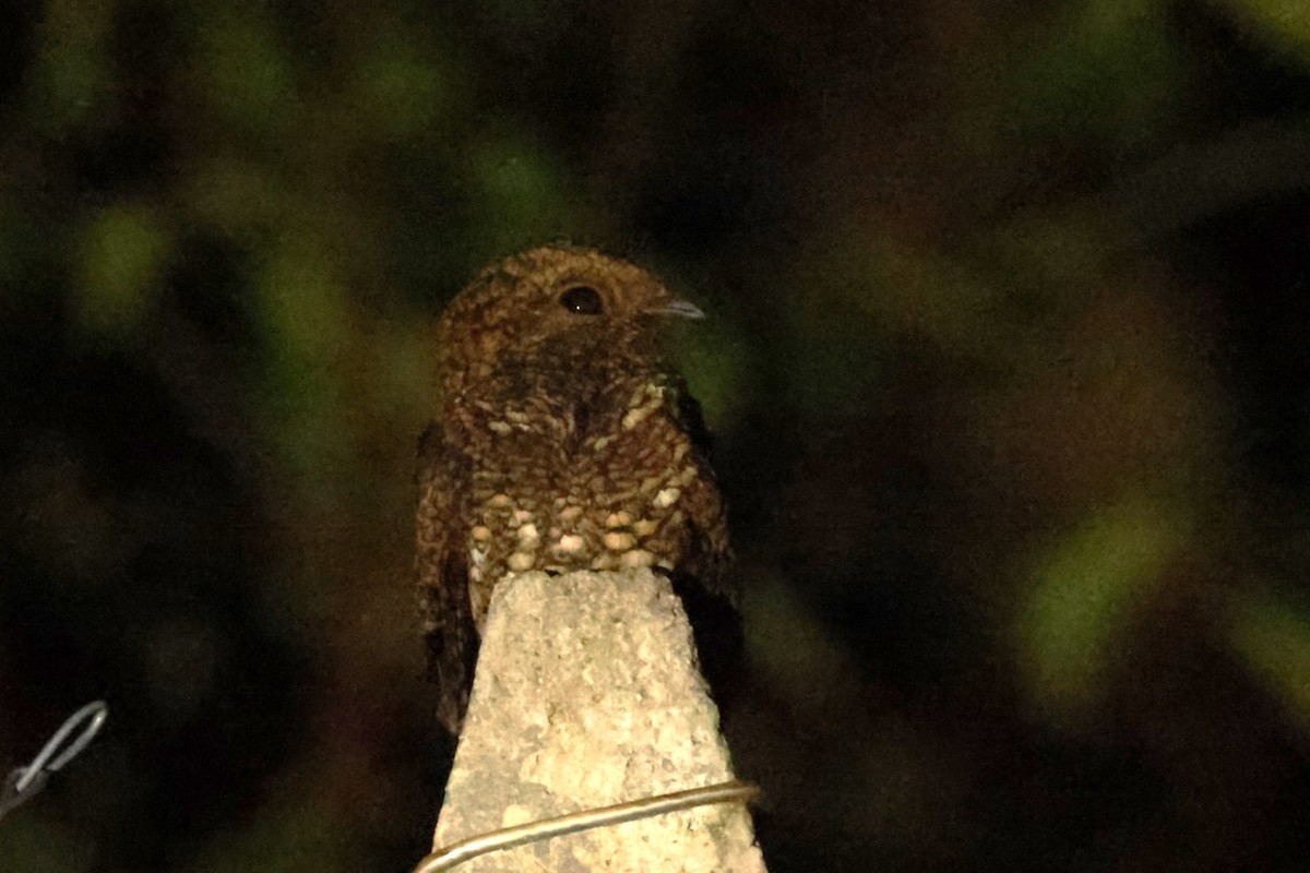 Dusky Nightjar - ML631007716