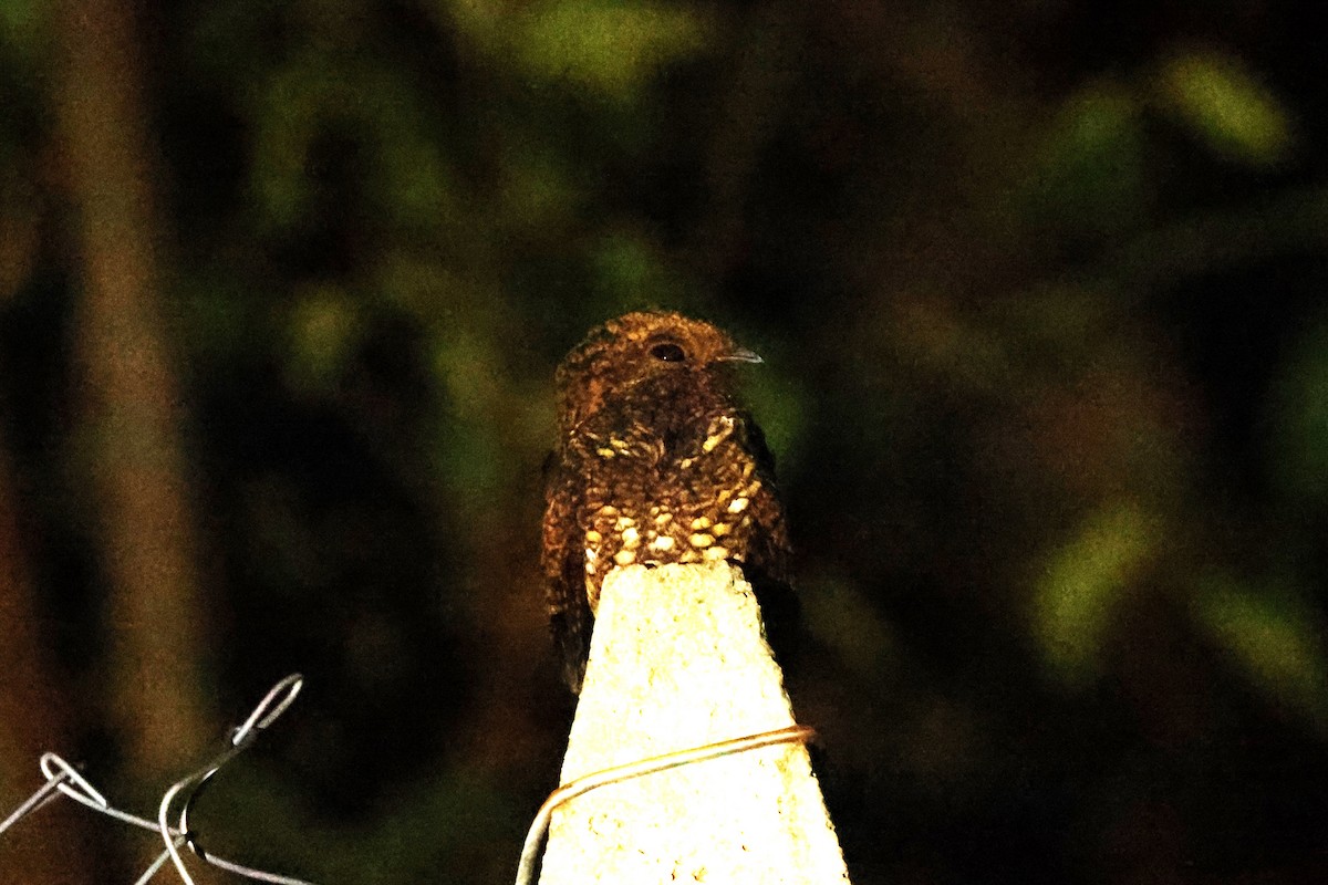 Dusky Nightjar - ML631007748