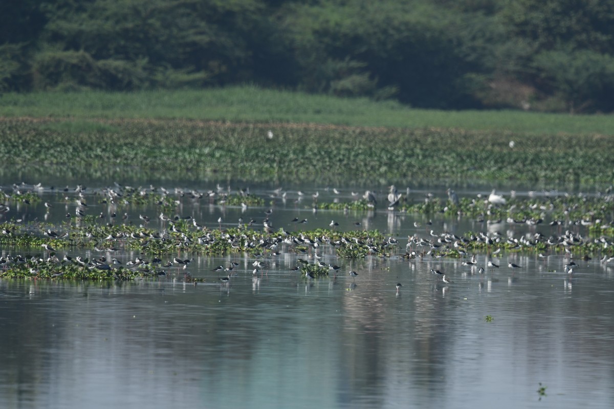 Black-winged Stilt - ML631007752