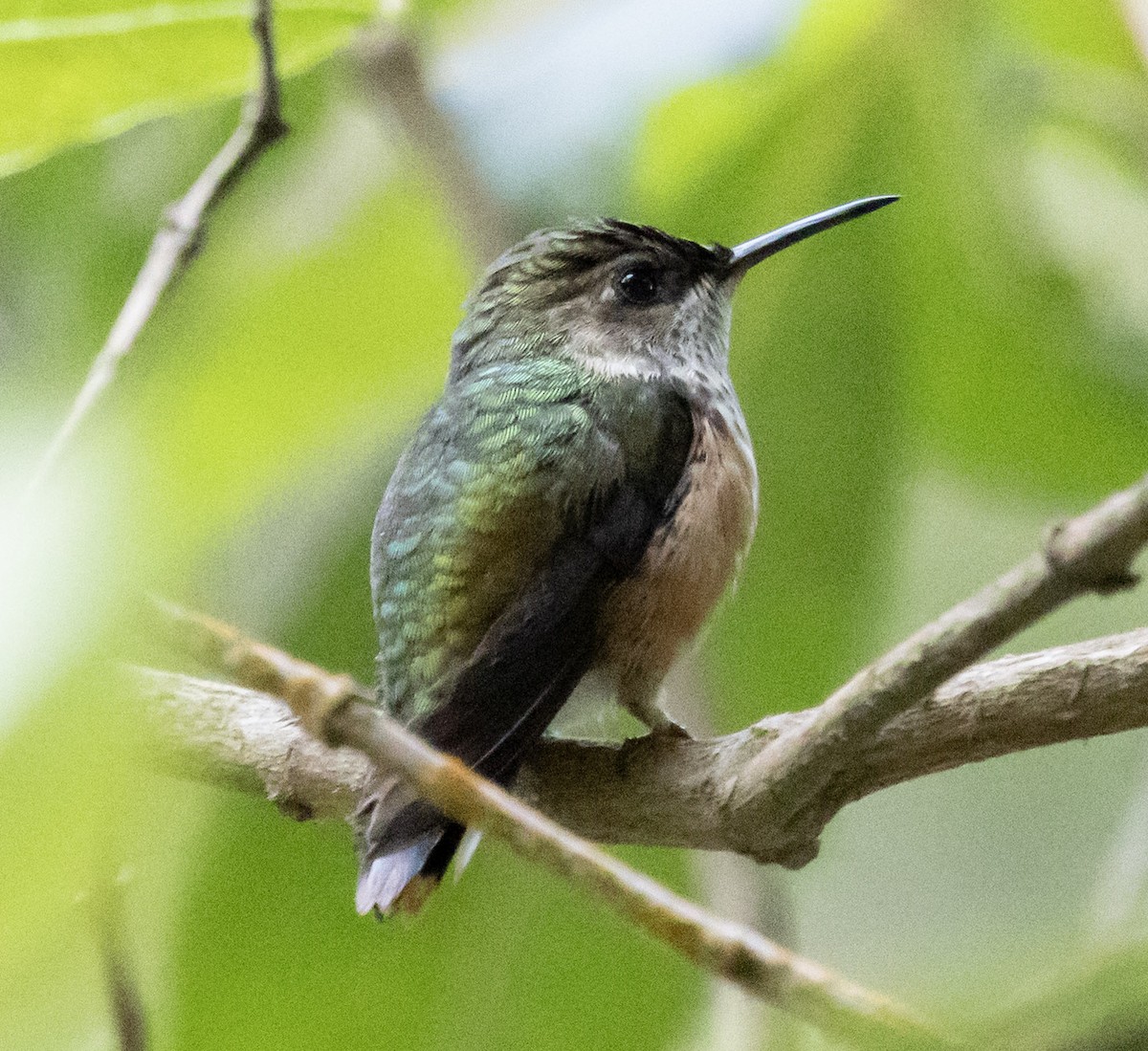 Wine-throated Hummingbird - ML631007795