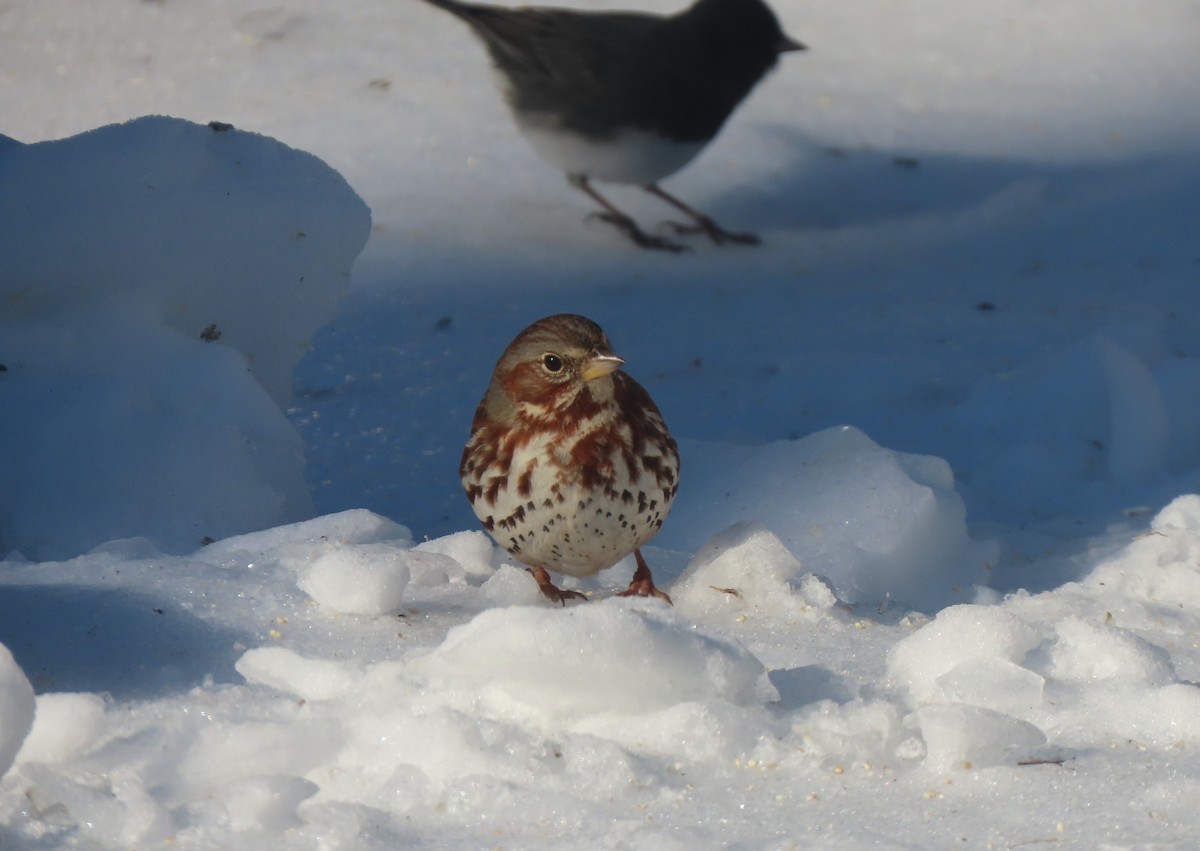 Fox Sparrow - ML631007814