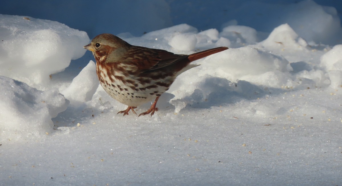 Fox Sparrow - ML631007820