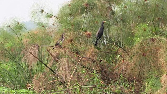 Cormoran africain - ML631007862