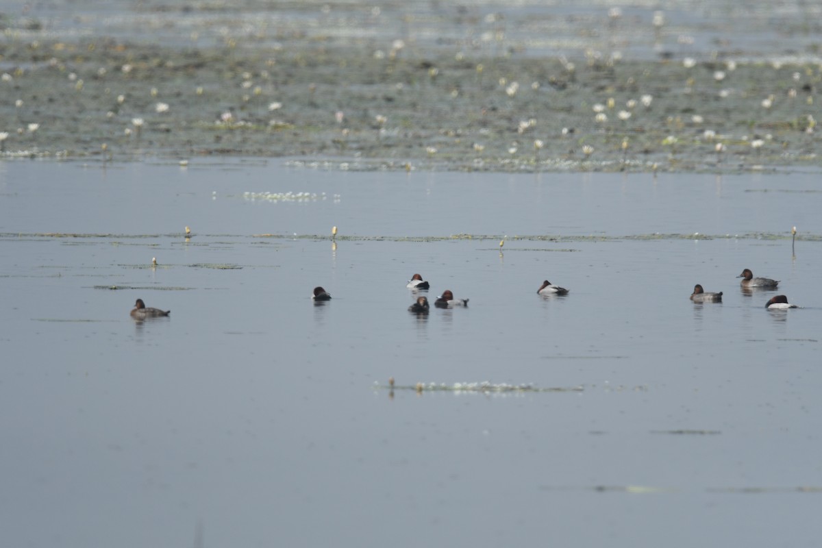 Common Pochard - ML631007960