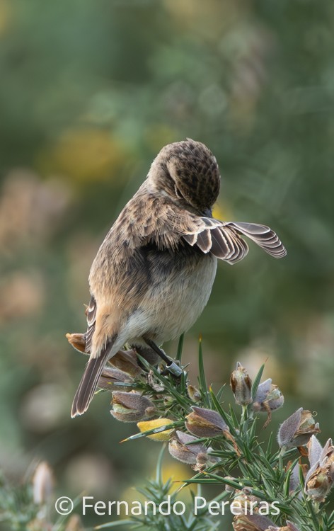 Amur Stonechat - ML631007965