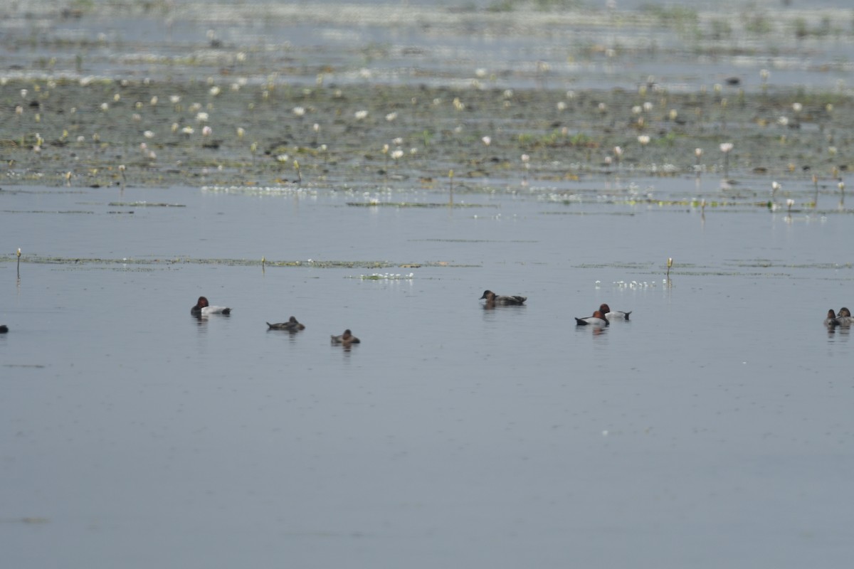 Common Pochard - ML631007970