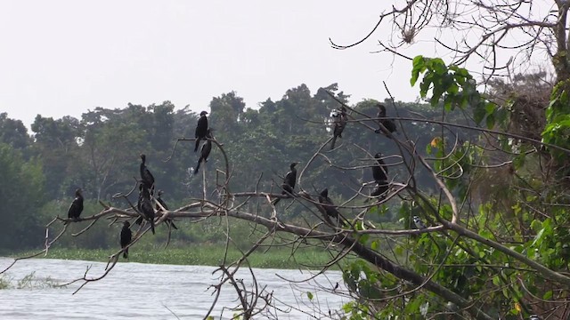 Cormoran africain - ML631008009