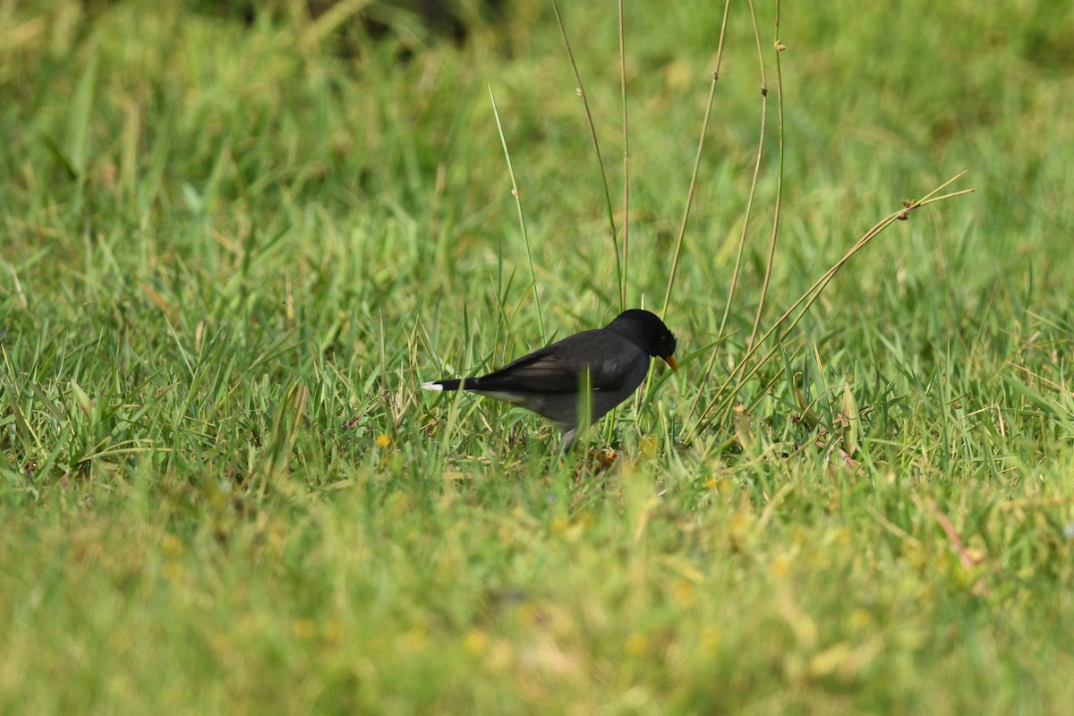 Jungle Myna - ML631008021