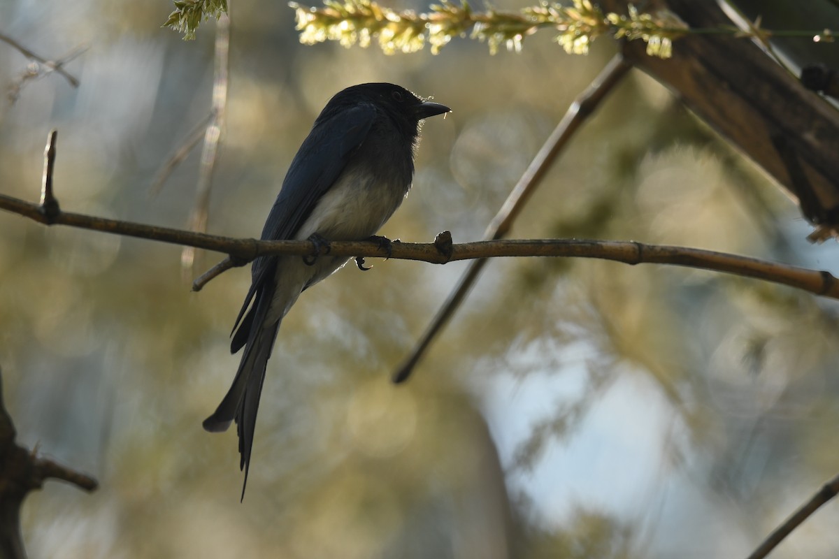 White-bellied Drongo - ML631008050