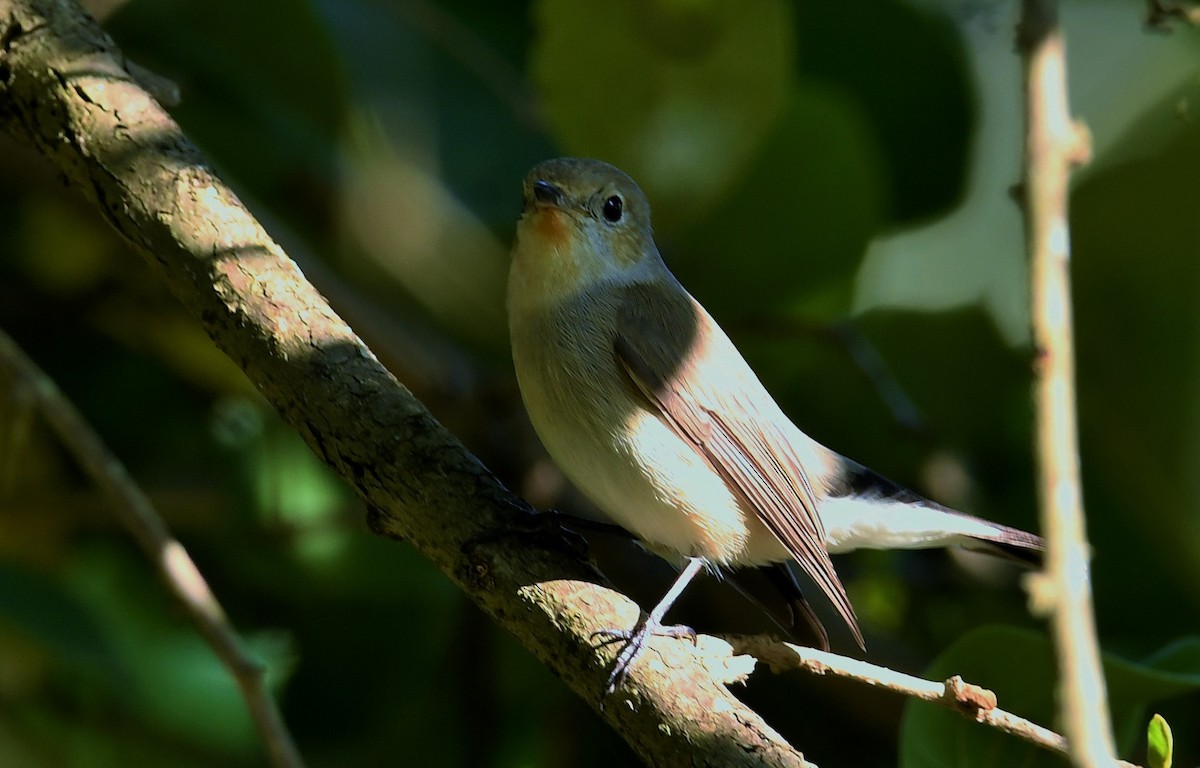 Taiga Flycatcher - ML631008132