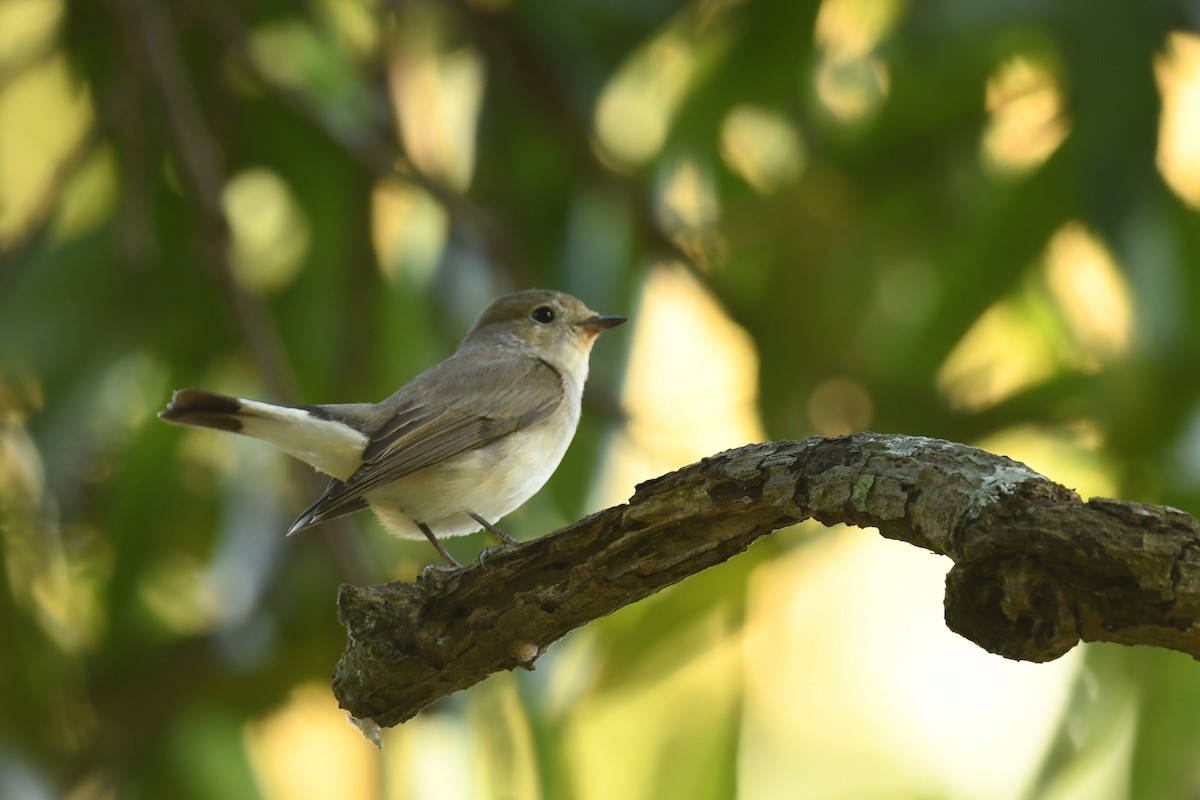 Taiga Flycatcher - ML631008188