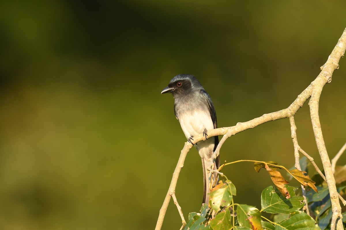White-bellied Drongo - ML631008224