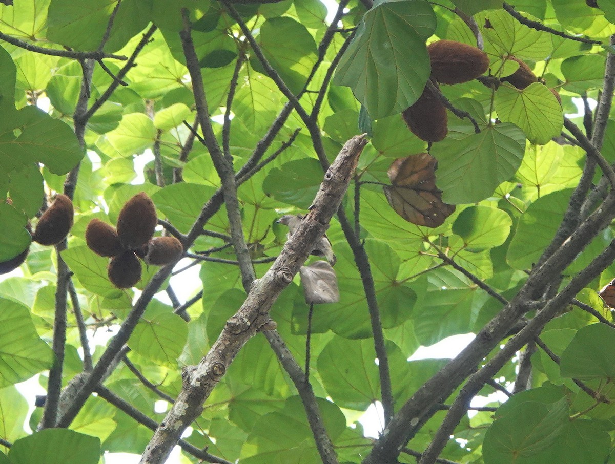 Least Honeyguide - ML631008286