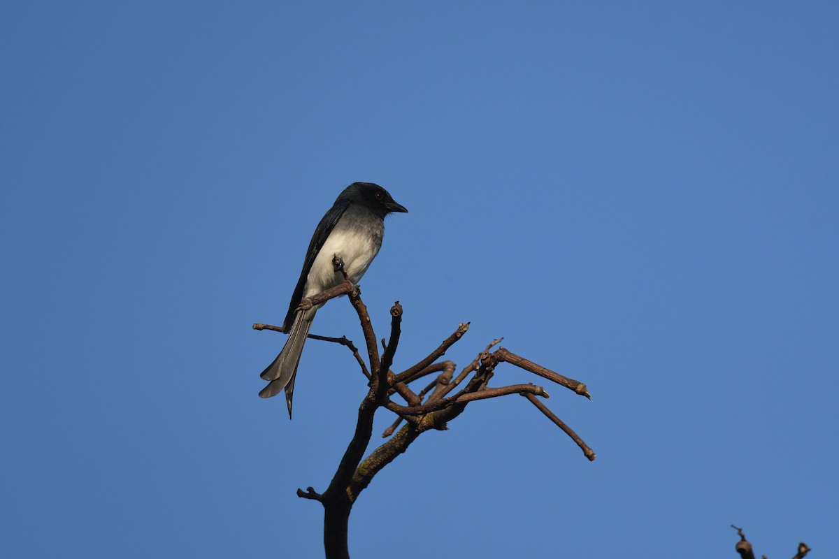 White-bellied Drongo - ML631008394
