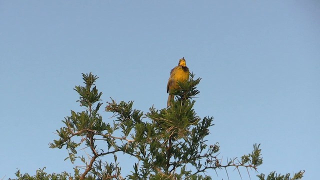 Yellow-throated Longclaw - ML631008536