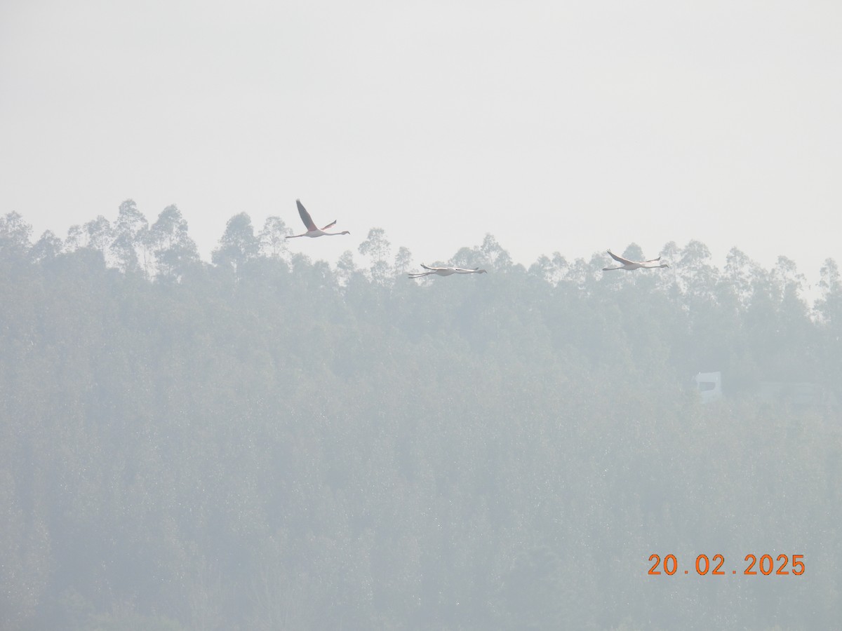 Ягаан нал - ML631008603