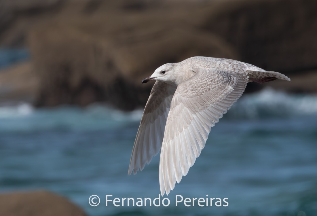 Iceland Gull (kumlieni) - fernando pereiras