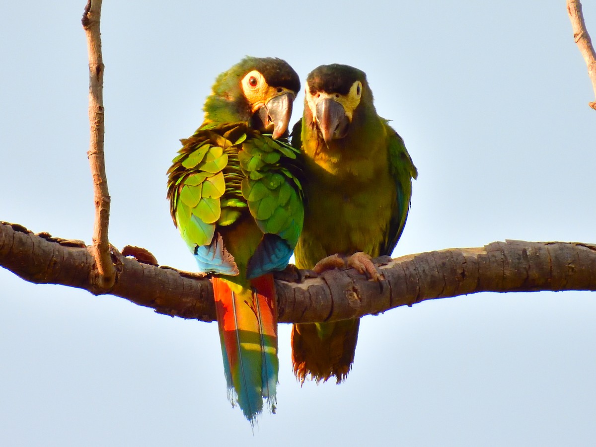 Yellow-collared Macaw - ML631008666