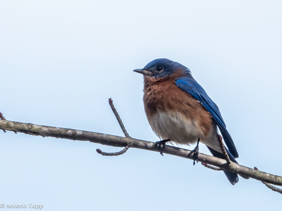 Eastern Bluebird - ML631008948