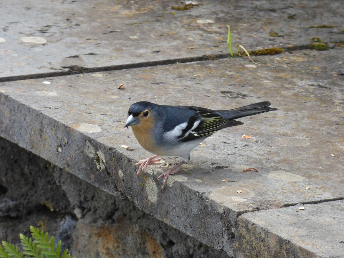 Canary Islands Chaffinch (La Palma) - ML631009091