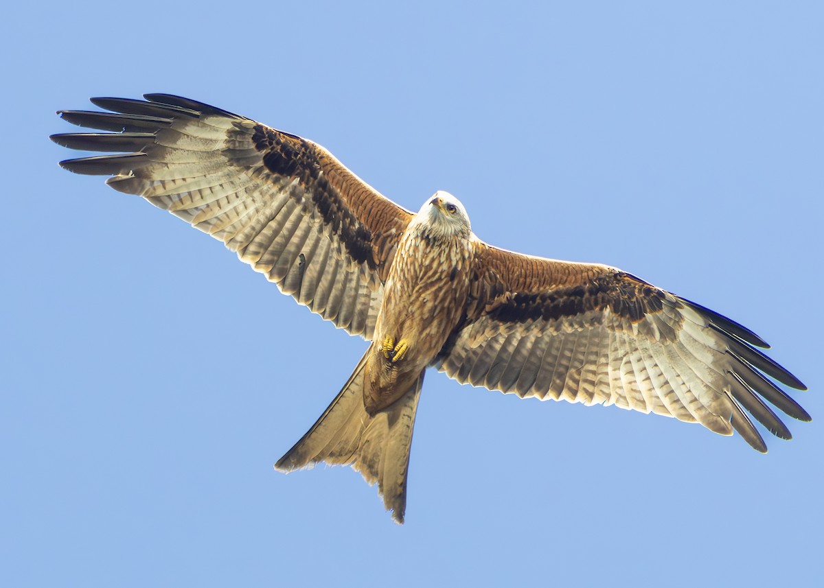 Red Kite - ML631009138