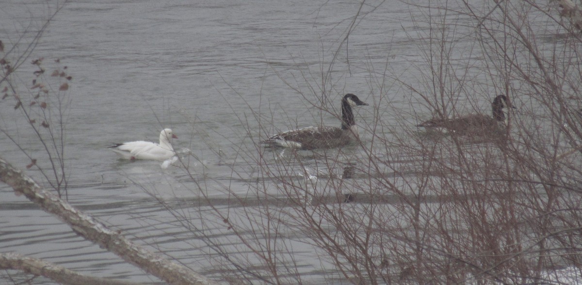 husa bělostná - ML631009154