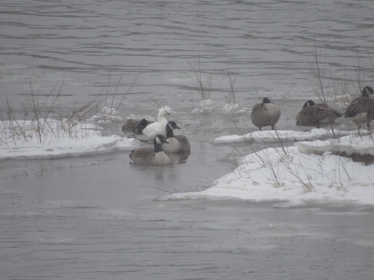 husa bělostná - ML631009155