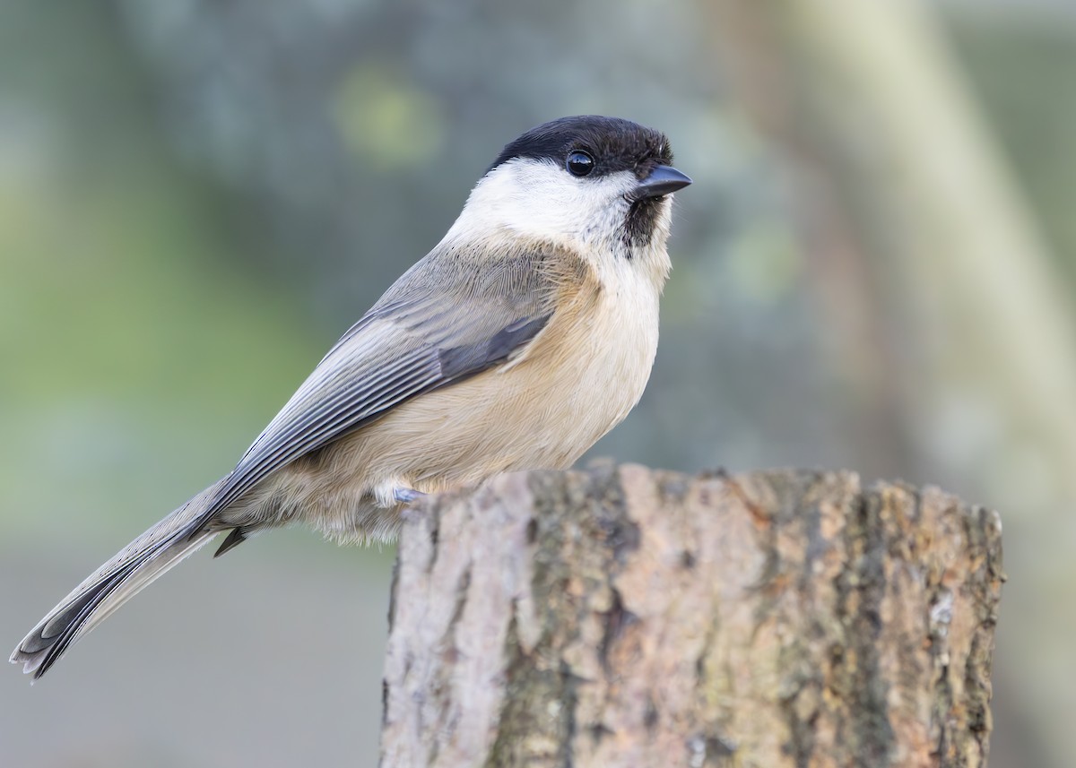 Mésange boréale (groupe montanus) - ML631009162