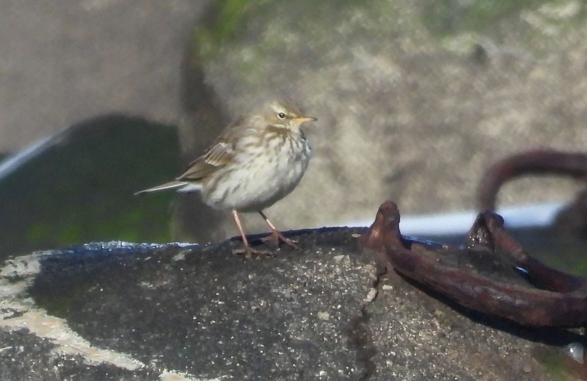 Water Pipit - ML631009202