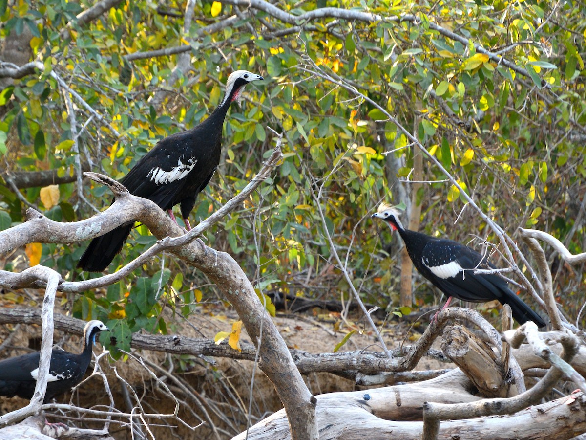 Red-throated Piping-Guan - ML631009346
