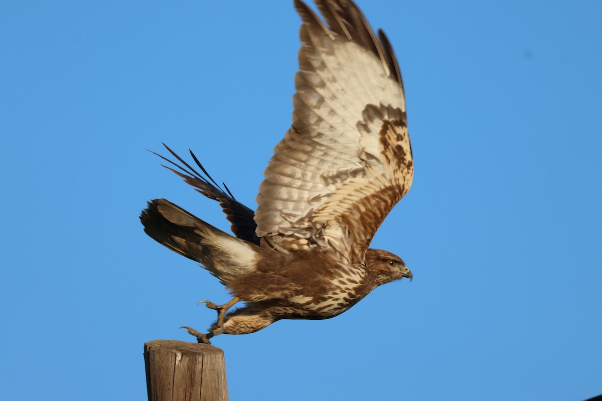 Common Buzzard - ML631009710