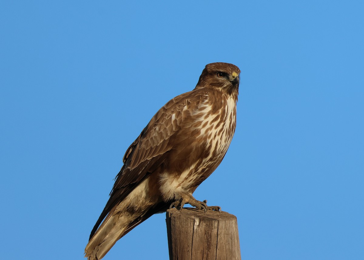 Common Buzzard - ML631009711