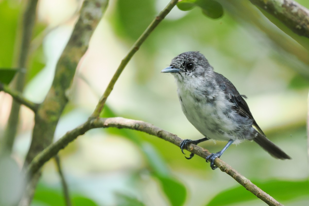 Rarotonga Monarch - ML631009872