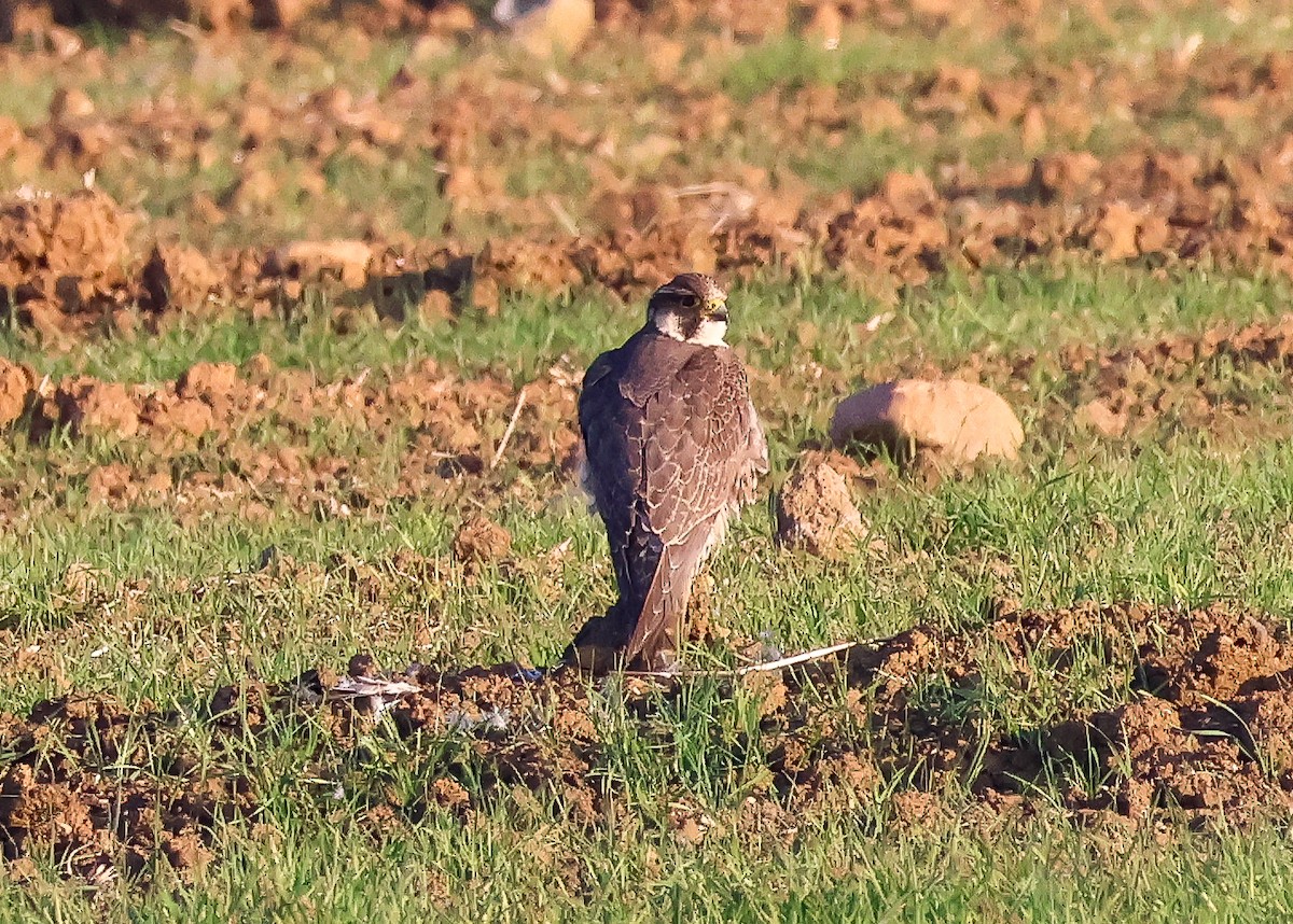 Peregrine Falcon - ML631009899