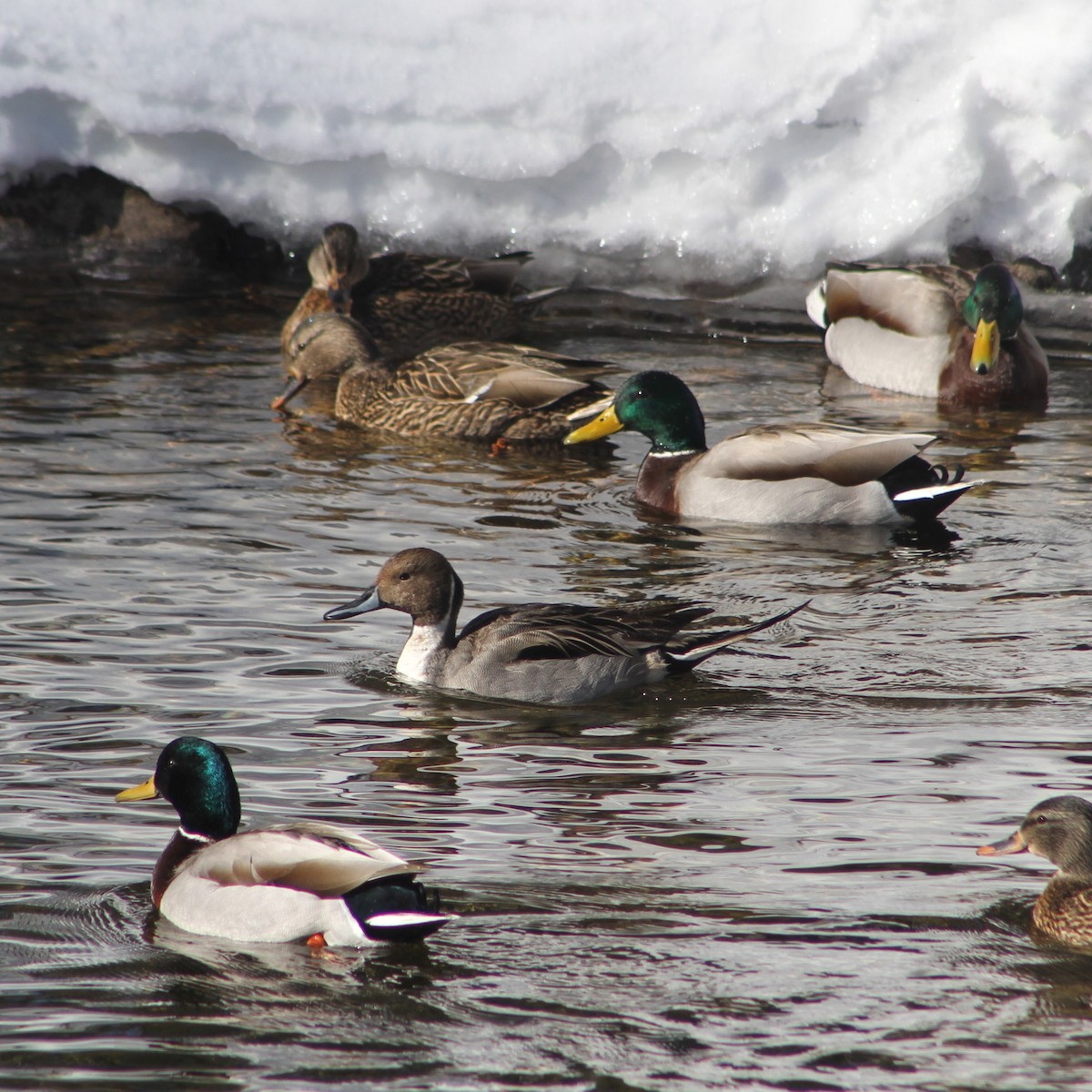 Northern Pintail - ML631010054