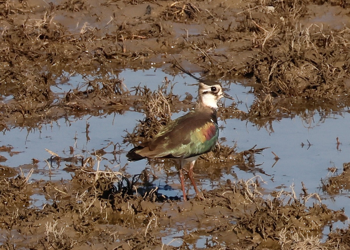 Northern Lapwing - ML631010288