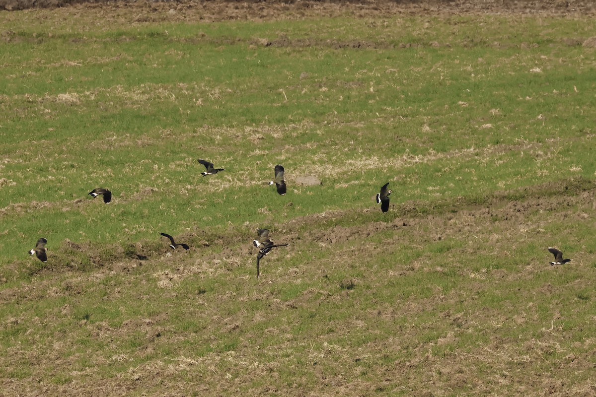 Northern Lapwing - ML631010289