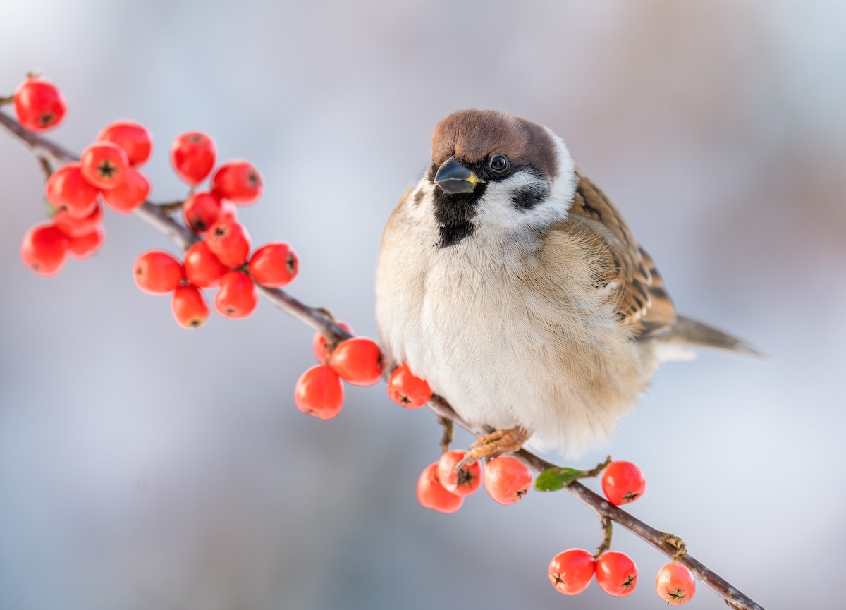 Eurasian Tree Sparrow - ML631010648