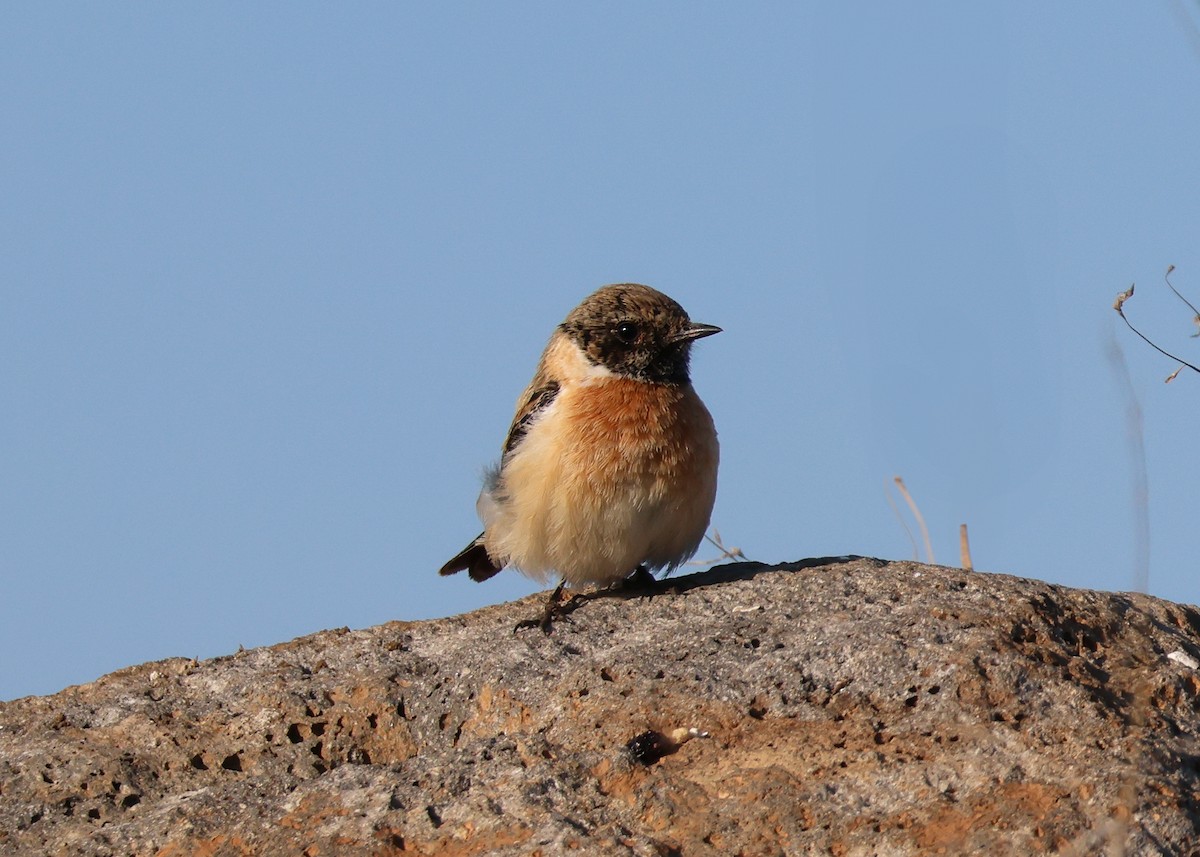 European Stonechat - ML631010649