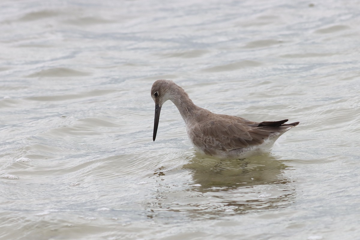 vodouš břehoušovitý (ssp. inornata) - ML631010691