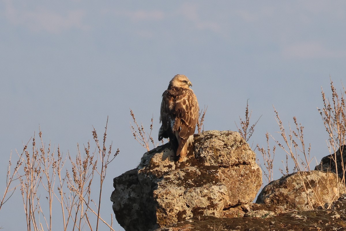 Long-legged Buzzard - ML631010752