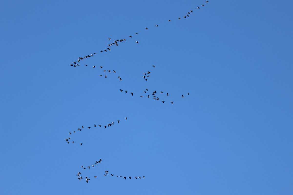 Ruddy Shelduck - ML631010795