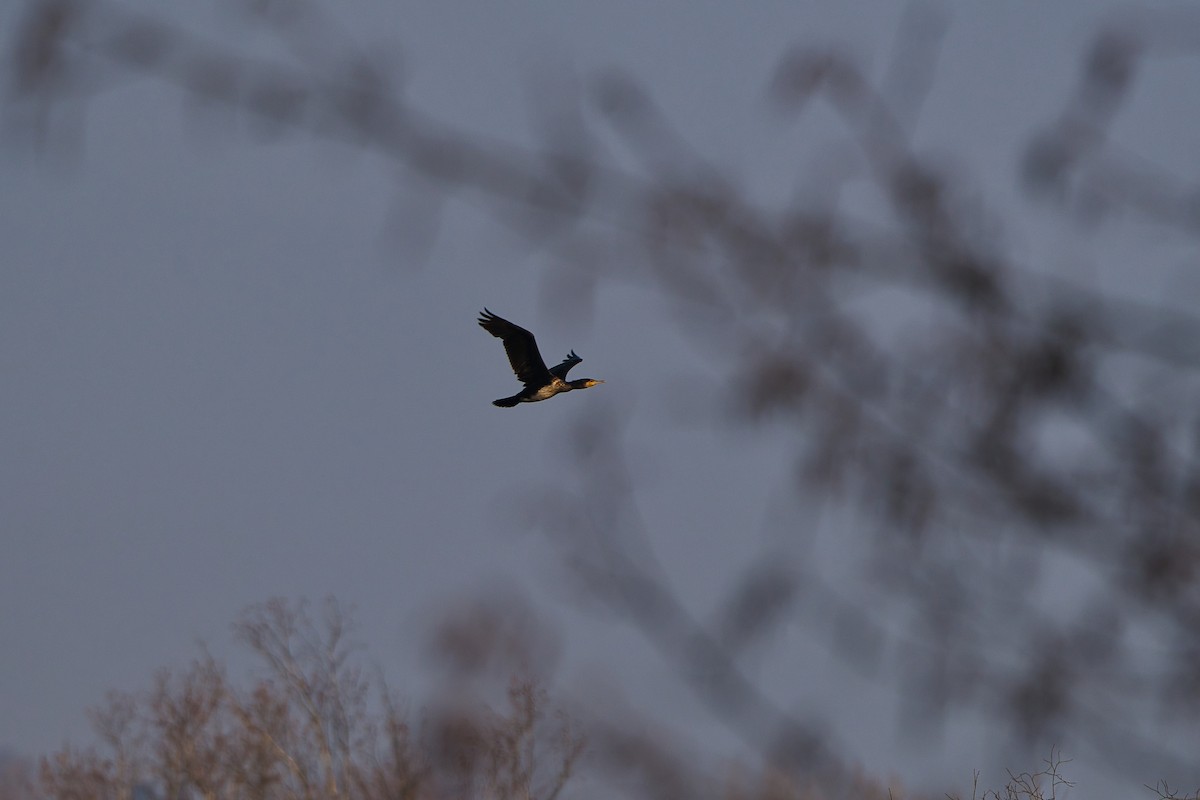 Great Cormorant - ML631010858