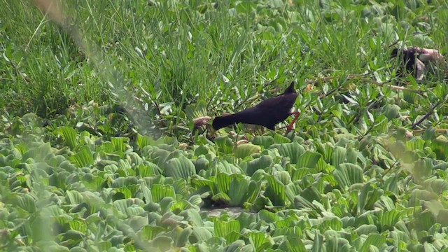 Black Crake - ML631010957