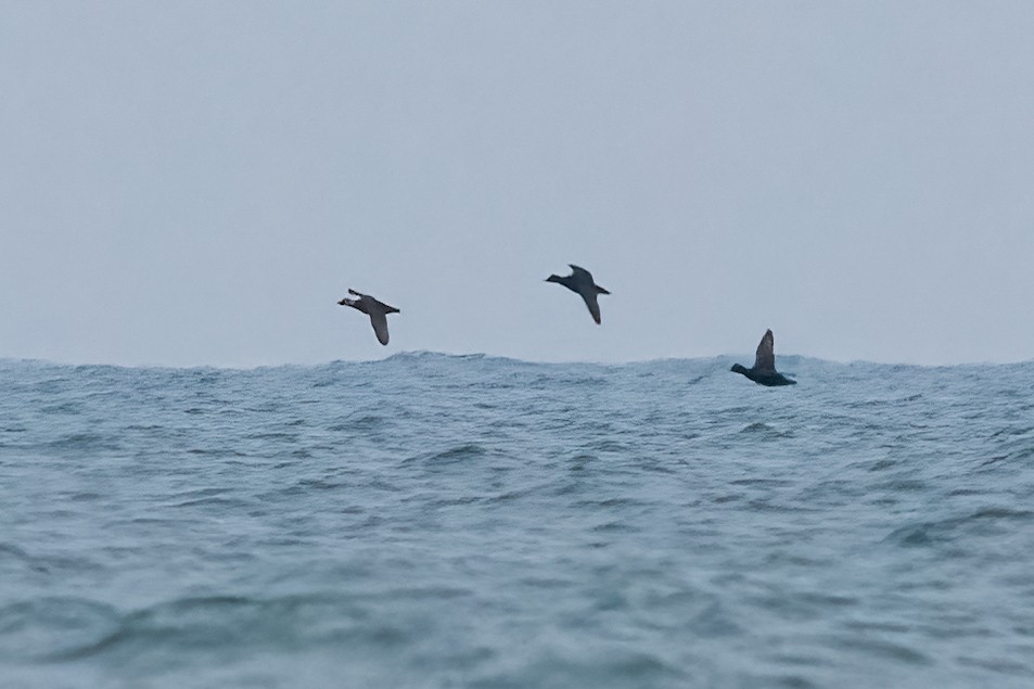 Common Scoter - ML631011061