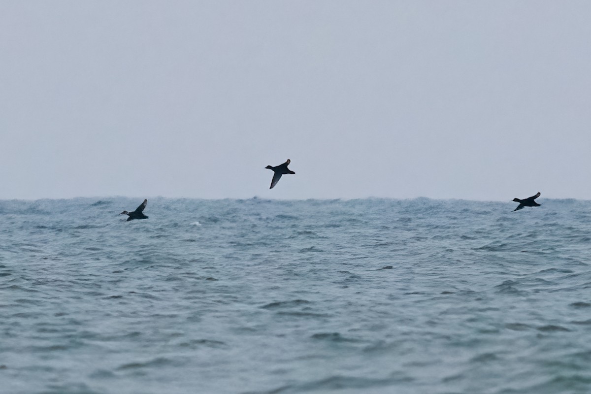 Common Scoter - ML631011062