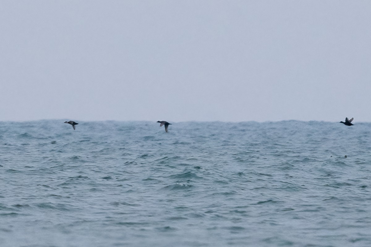 Common Scoter - ML631011063