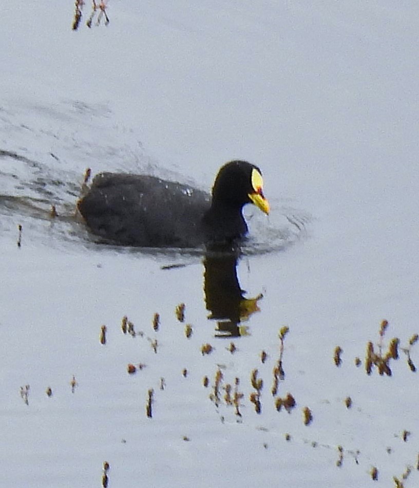 Red-gartered Coot - ML631011146